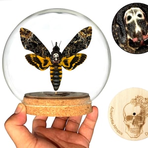Puede incluir: Una c&uacute;pula de vidrio con un Acherontia Atropos montado, tambi&eacute;n conocido como la Esfinge de la Muerte, con un patr&oacute;n de calavera en su t&oacute;rax. La base de la c&uacute;pula es de corcho y la base de madera tiene el nombre cient&iacute;fico y el nombre com&uacute;n de la polilla grabado.
