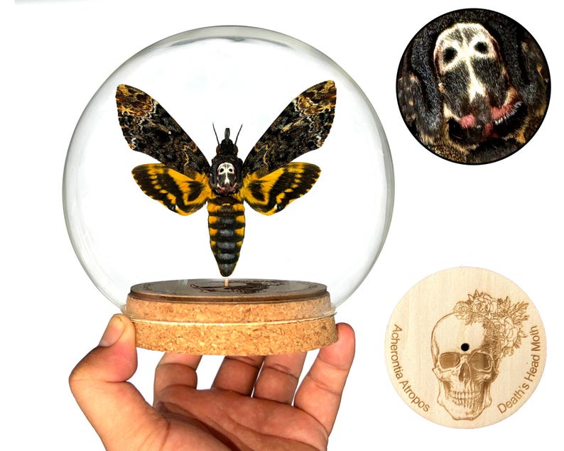 Puede incluir: Una c&uacute;pula de vidrio con un Acherontia Atropos montado, tambi&eacute;n conocido como la Esfinge de la Muerte, con un patr&oacute;n de calavera en su t&oacute;rax. La base de la c&uacute;pula es de corcho y la base de madera tiene el nombre cient&iacute;fico y el nombre com&uacute;n de la polilla grabado.