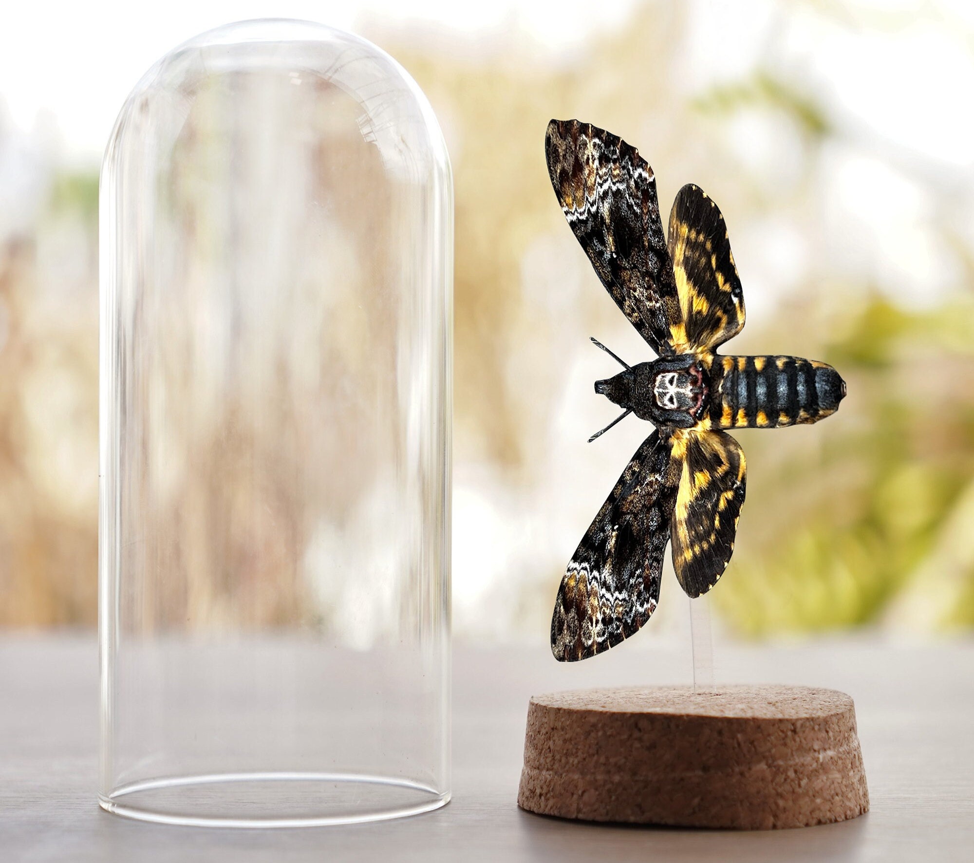 Intriguing deaths head moth, spread and mounted in a glass dome