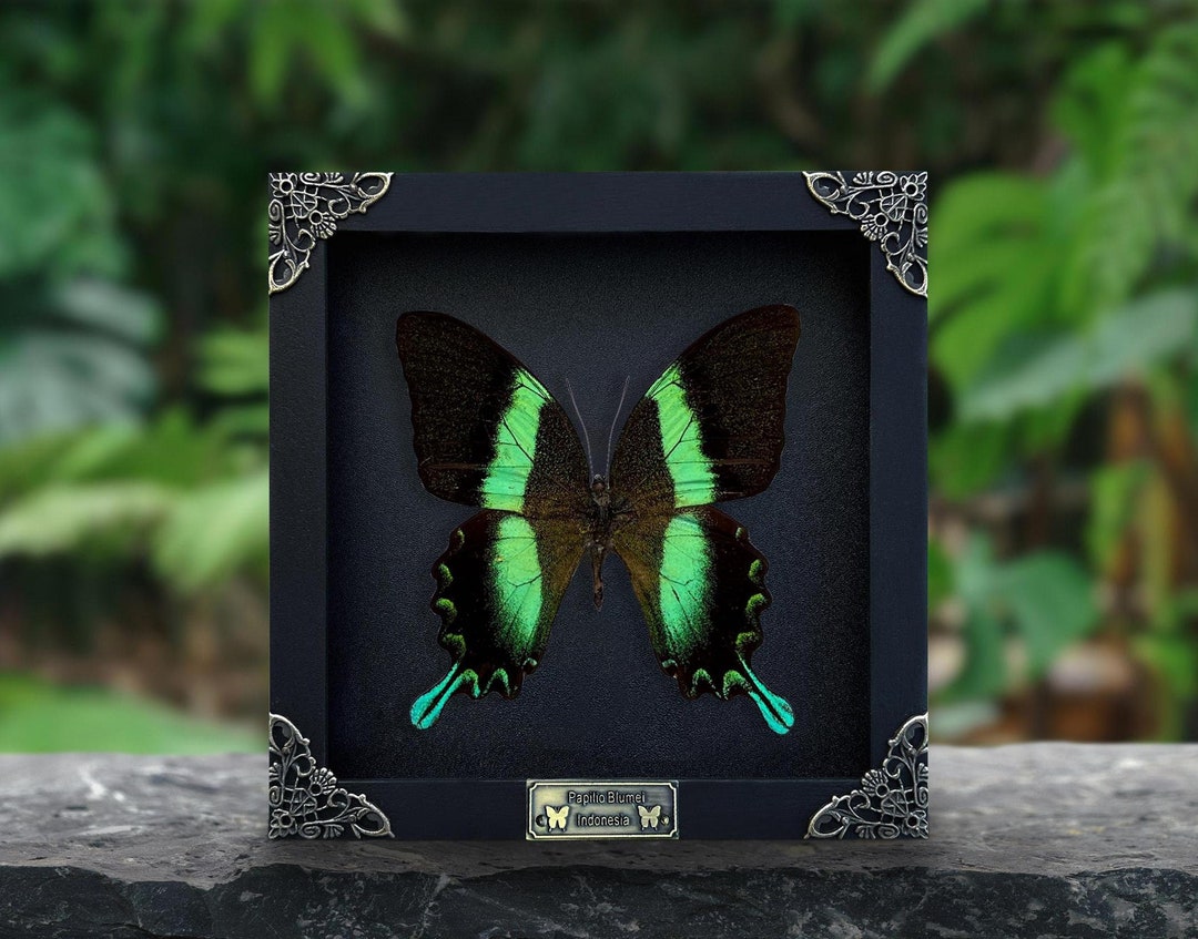 Real Framed Butterfly Shadow Box Dried Insect Frame Dead Taxidermy ...