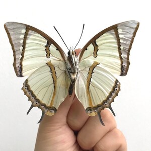 K&ouml;nnte beinhalten: Nahaufnahme eines Schmetterlings mit cremefarbenen Fl&uuml;geln, verziert mit braunen und grauen Mustern. Die Fl&uuml;gel des Schmetterlings sind weit ausgebreitet und zeigen komplizierte Details. Der Schmetterling wird in einer Hand vor wei&szlig;em Hintergrund gehalten.