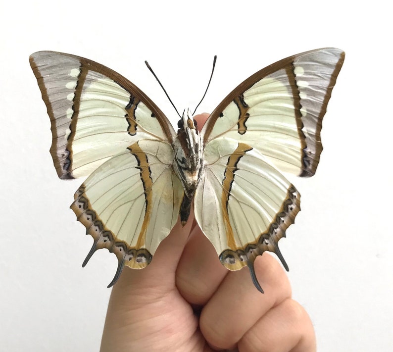 K&ouml;nnte beinhalten: Nahaufnahme eines Schmetterlings mit cremefarbenen Fl&uuml;geln, verziert mit braunen und grauen Mustern. Die Fl&uuml;gel des Schmetterlings sind weit ausgebreitet und zeigen komplizierte Details. Der Schmetterling wird in einer Hand vor wei&szlig;em Hintergrund gehalten.