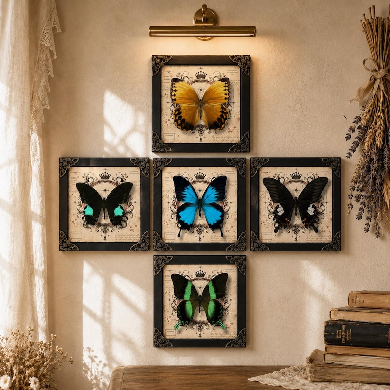 May include: A set of five square wall frames, each containing a single butterfly specimen centered on a cream-colored background with vintage-style crown and scroll illustrations. The frames are black with ornate corner details and gold accents.