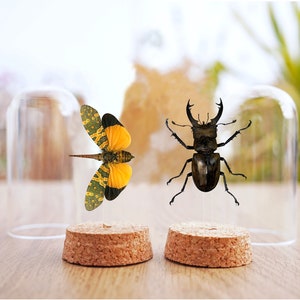 Christmas Insect Decoration,Lucanus Beetle Lanternfly Glass Dome,Taxidermy Bell Jar Display  Oddity Gothic Unique Entomology Gift