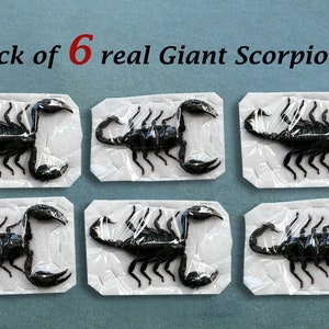May include: Pack of 6 real Giant Scorpions. Six black scorpions are displayed in individual clear plastic containers on a gray background.