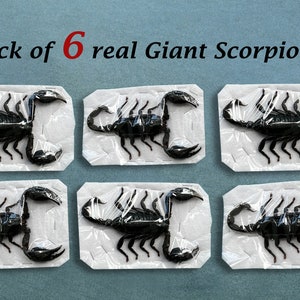 6 Real Giant Scorpion Mounted 7” or 17cm Large Beetle Insect Bug Entomology Taxidermy