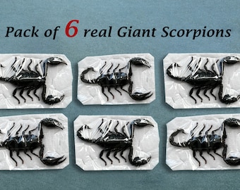 6 Real Giant Scorpion Mounted 7” or 17cm Large Beetle Insect Bug Entomology Taxidermy