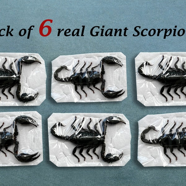6 Real Giant Scorpion Mounted 7” or 17cm Large Beetle Insect Bug Entomology Taxidermy
