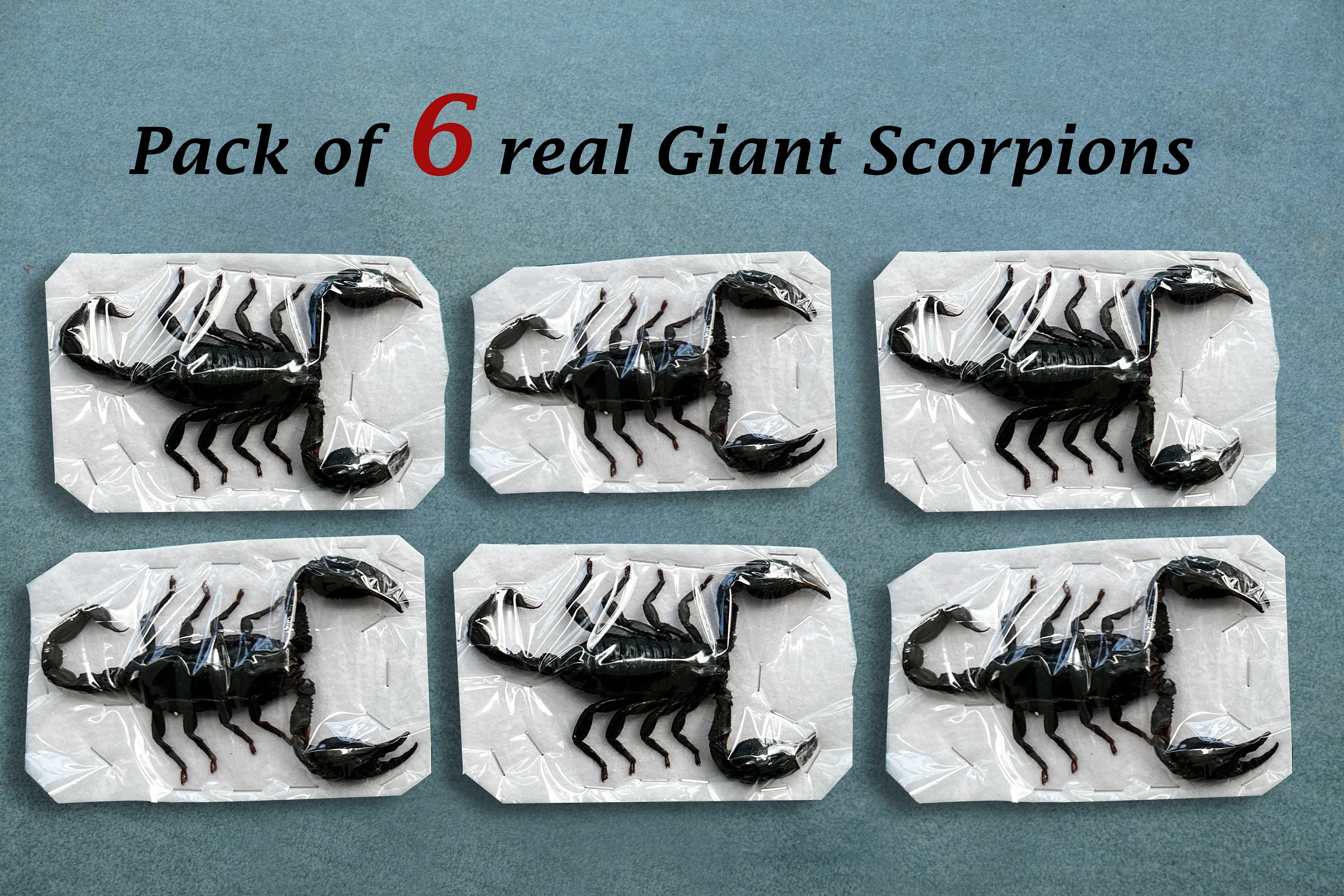 6 Real Giant Scorpion Mounted 7” or 17cm Large Beetle Insect Bug