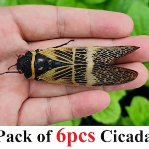 May include: A close-up of a brown and black cicada insect with yellow markings on its wings. The insect is being held in a person's hand. The text "Pack of 6pcs Cicadas" is visible below the image.