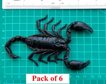 Real Framed Butterfly Frame Dried Butterfly Skull Dead Taxidermy Taxadermy Oddity Insect Bug-Ship from the UK