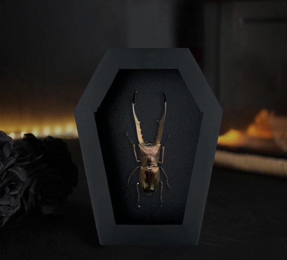 Real Metallic Stag Beetle Coffin Frame, Insect Bug Shadow Box Bookshelf Decor ,Taxidermy Bug Dark Wall Art Decoration, Halloween Idea Gift