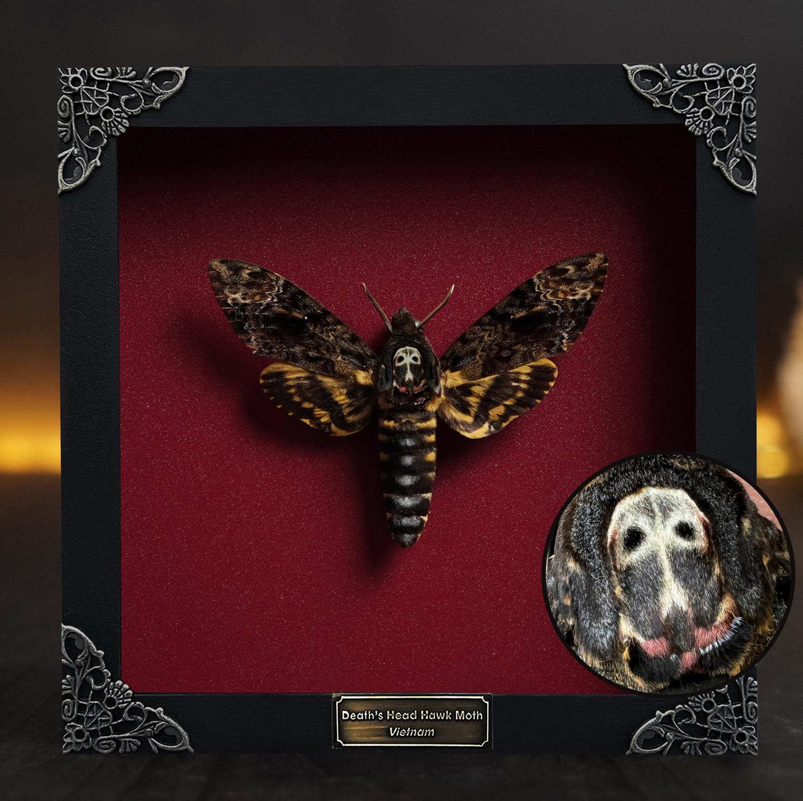 Framed Death’s Head Hawk Moth with skull marking on red velvet background in an ornate metal-cornered black frame