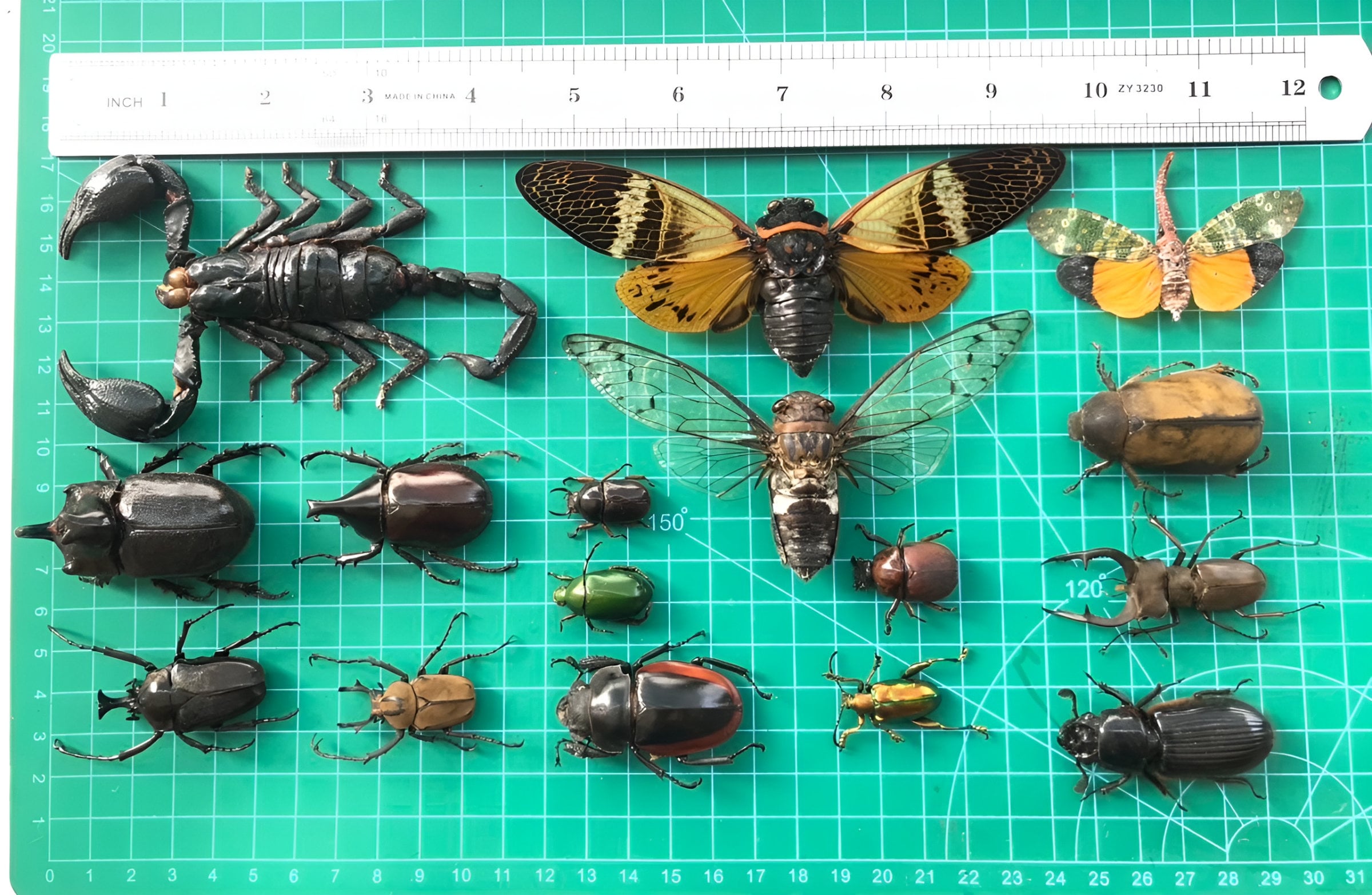 Hoplia Coerulea - Etsy UK