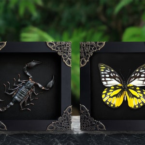 May include: Two framed specimens, a black scorpion and a yellow and black butterfly, are displayed against a green background.