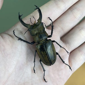 Véritable taxadermie de cerf Lucanus, spécimens d&#39;insectes séchés épinglés, Collection de taxidermie, décoration d&#39;art mural, fabrication de bijoux