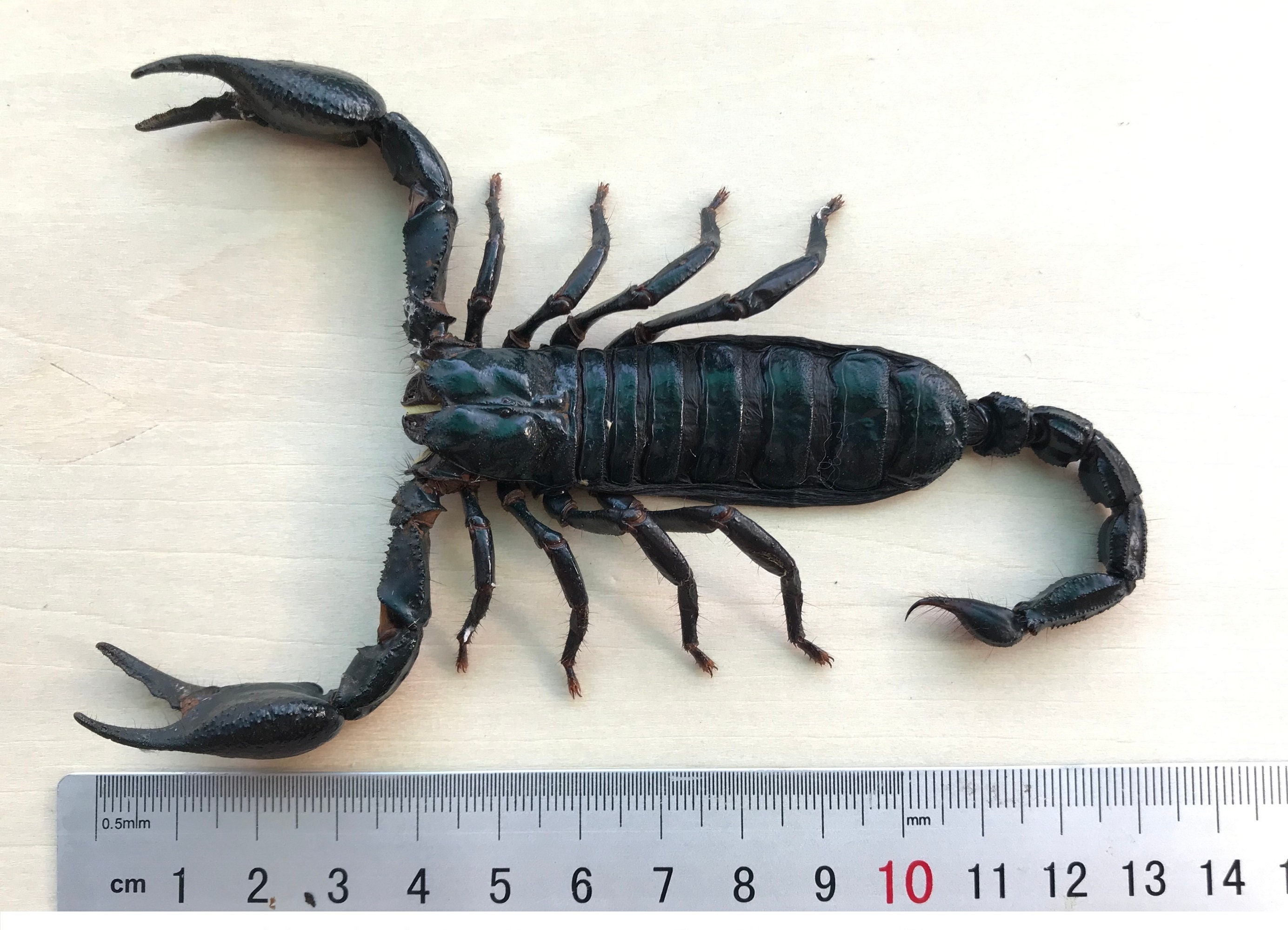 6 Real Giant Scorpion Mounted 7” or 17cm Large Beetle Insect Bug