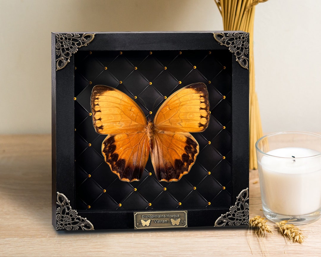 Real Framed Butterfly Shadow Box Dried Insect Frame Dead Taxidermy ...