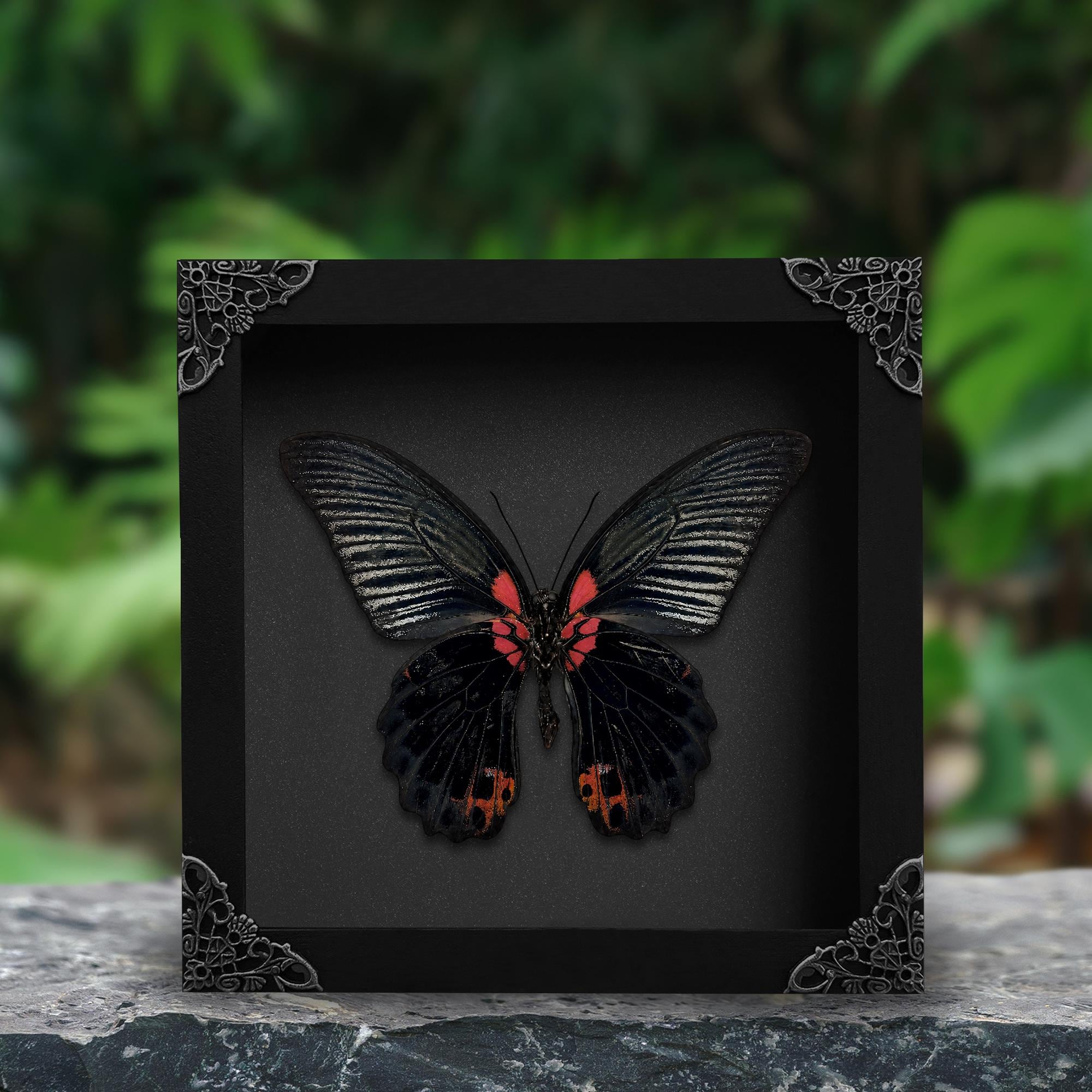 Butterfly Frame - Etsy