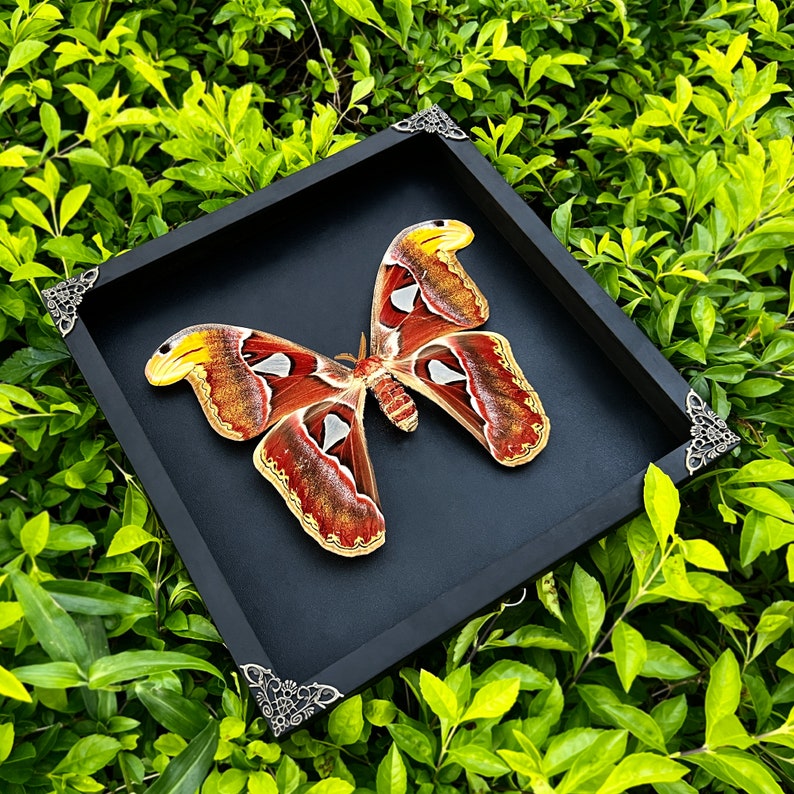 Real Framed Giant Atlas Moth Shadow Box Dried Butterfly Insect ...