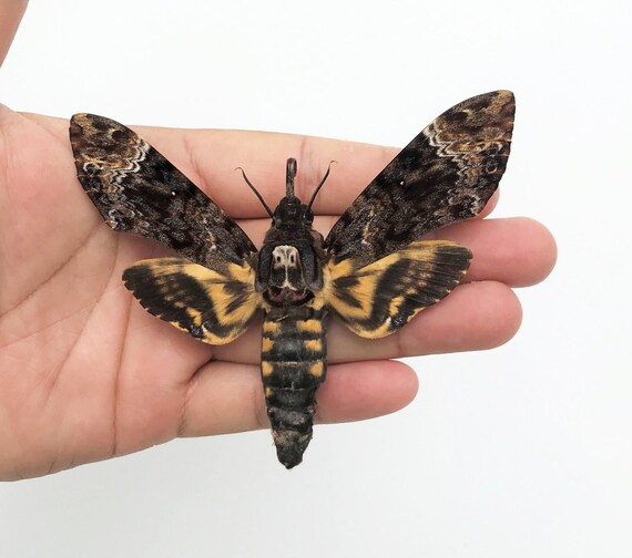1 Real Death Head Moth Acherontia Spread Entomology - Etsy