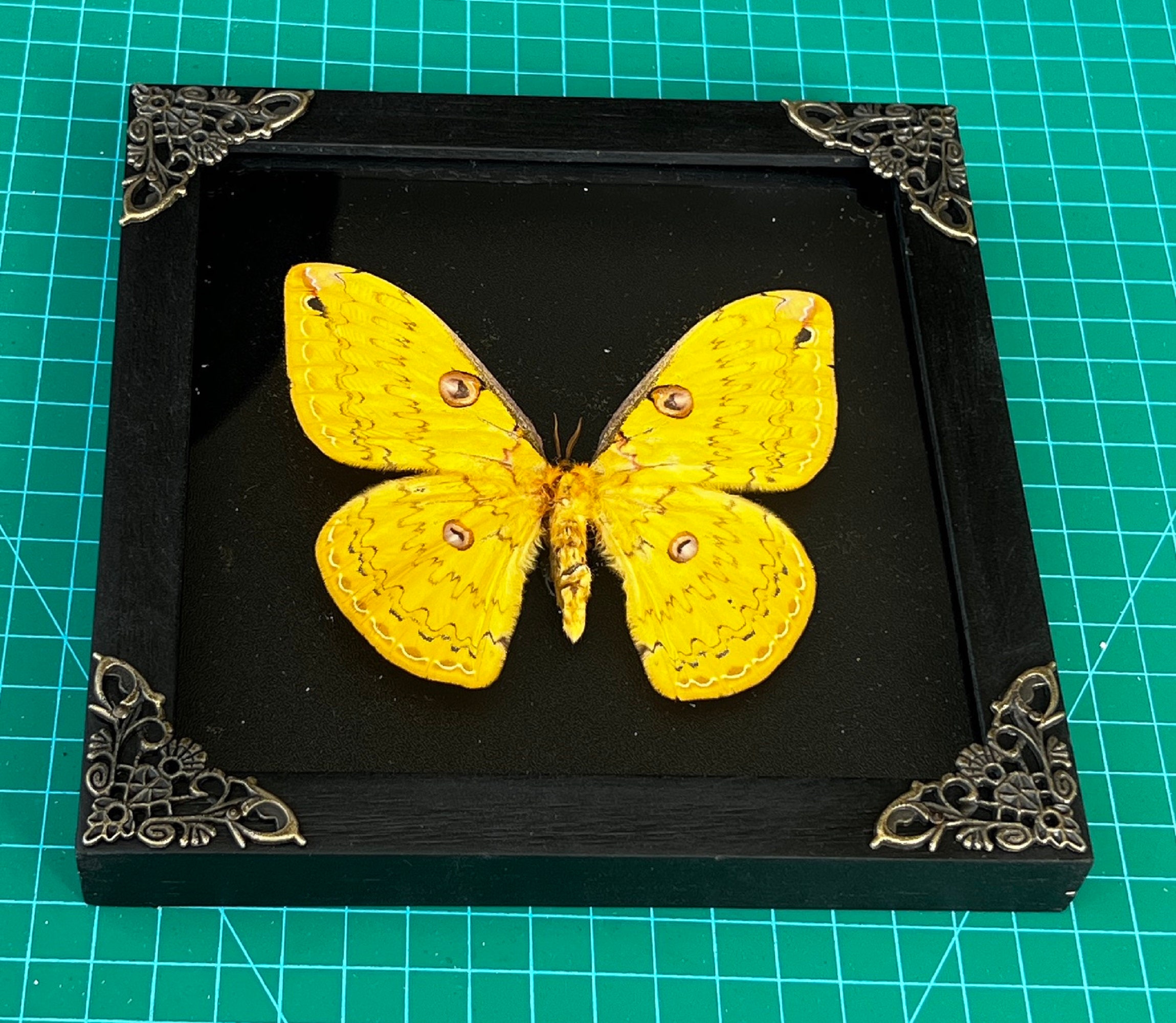 Real Framed Butterfly Shadow Box Dried Insect Frame Dead Etsy