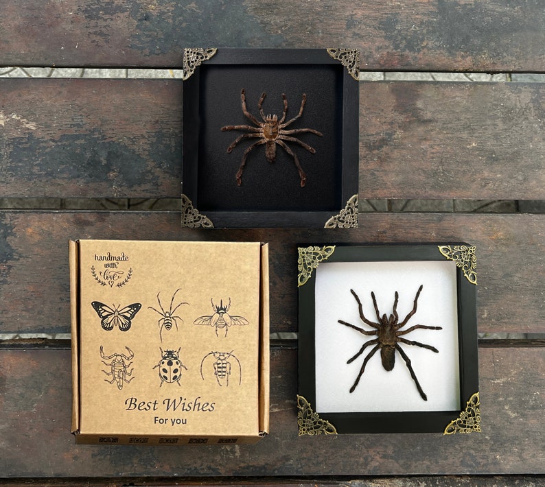 May include: Two square black frames with ornate gold-tone corner accents, each containing a preserved brown spider. A brown cardboard box is included, featuring black line art of insects and the text "handmade with love" and "Best Wishes For you".