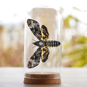 May include: A death's-head hawkmoth specimen displayed inside a clear glass cloche with a cork base. The moth features dark brown and black wings with intricate patterns, yellow abdominal bands, and a distinct skull-like marking on its thorax.