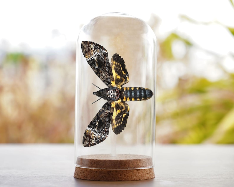 May include: A death's-head hawkmoth specimen displayed inside a clear glass cloche with a cork base. The moth features dark brown and black wings with intricate patterns, yellow abdominal bands, and a distinct skull-like marking on its thorax.