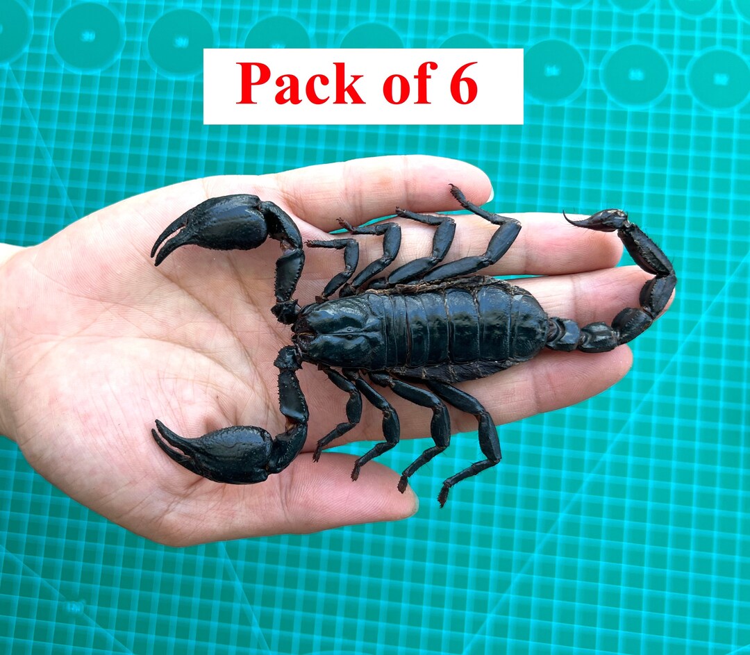 15-Piece Real Insect Collection - Preserved Beetles, Cicadas & Scorpion For Taxidermy Art & Science Education