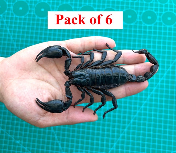 6 Real Giant Scorpion Mounted Dried Beetle Dead Insect Bug