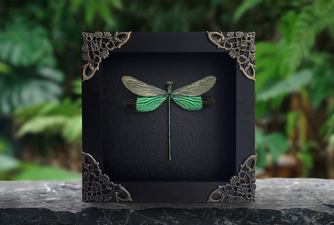 Real Framed Stream Glory Damselfly Dragonfly Shadow Box Insect Bug Taxidermywall Art Decoration Gothic Oddity Home Bookshelf Decor - Etsy Canada