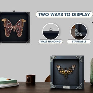 Puede incluir: Dos marcos de caja negra con esquinas plateadas ornamentadas, cada uno con un esp&eacute;cimen de insecto preservado. Un marco muestra una polilla marr&oacute;n grande y el otro una polilla negra y amarilla. El texto dice: TWO WAYS TO DISPLAY.