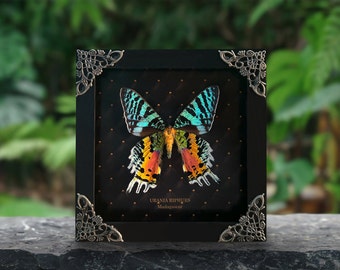 Real Framed Butterfly Sunset Moth Urania Ripheus Dried Insect