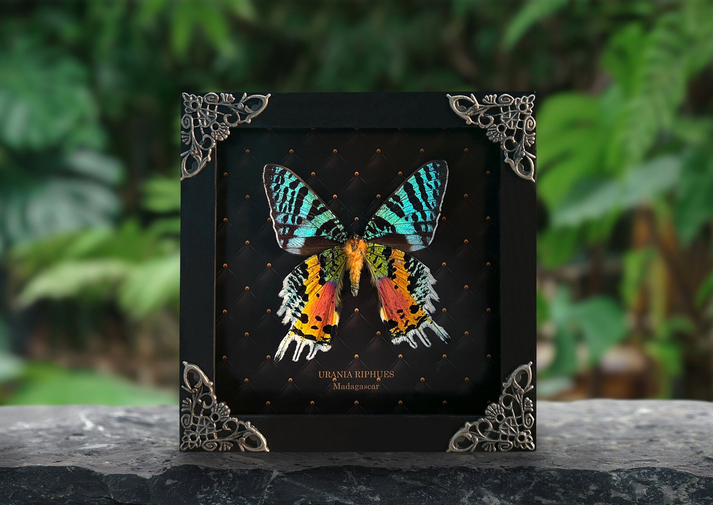 Real Framed Butterfly Sunset Moth Urania Ripheus Dried Insect