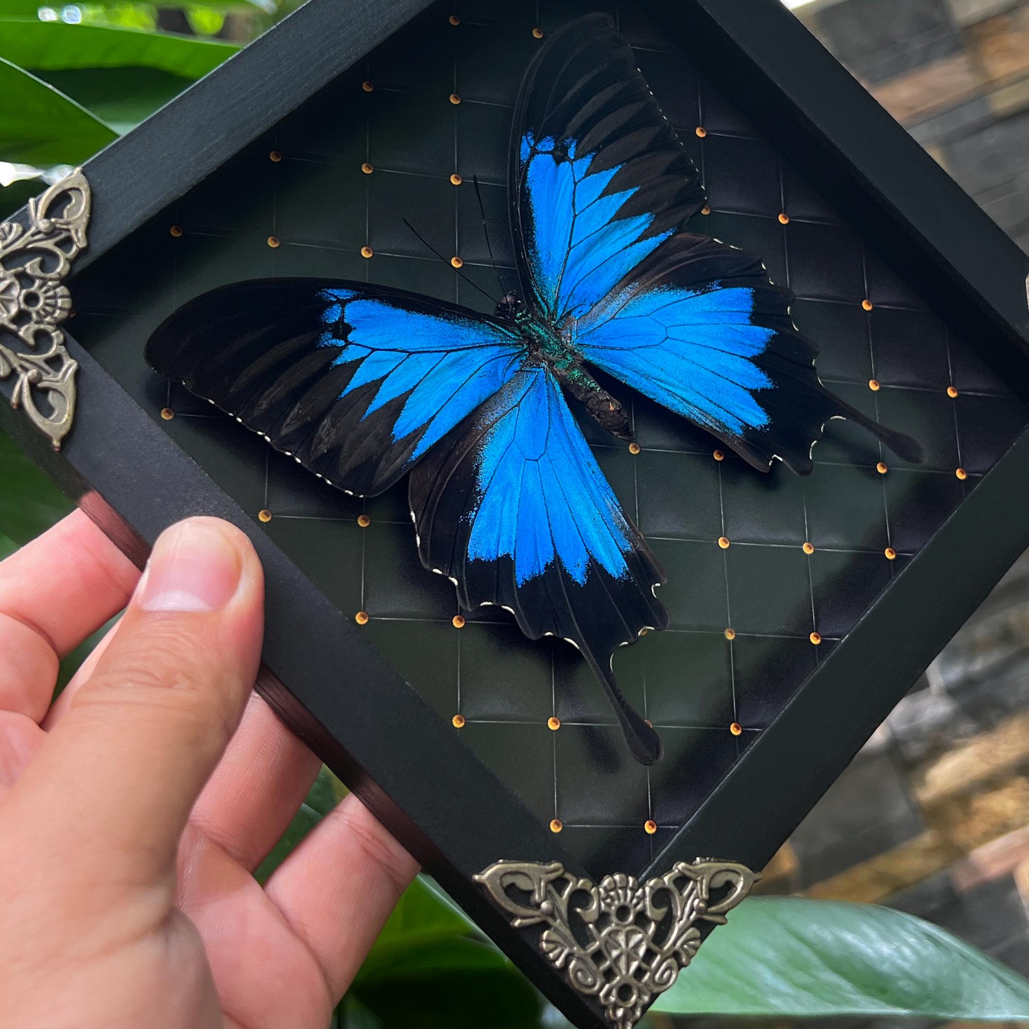 Real Framed Butterfly Shadow Box Dried Insect Frame Dead Taxidermy ...