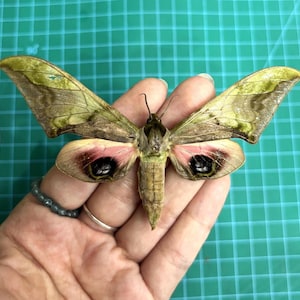 May include: A large moth specimen featuring olive green and brown patterned upper wings, with lower wings displaying prominent pink patches and dark circular eyespots. The moth has a textured, light brown body and two thin antennae.