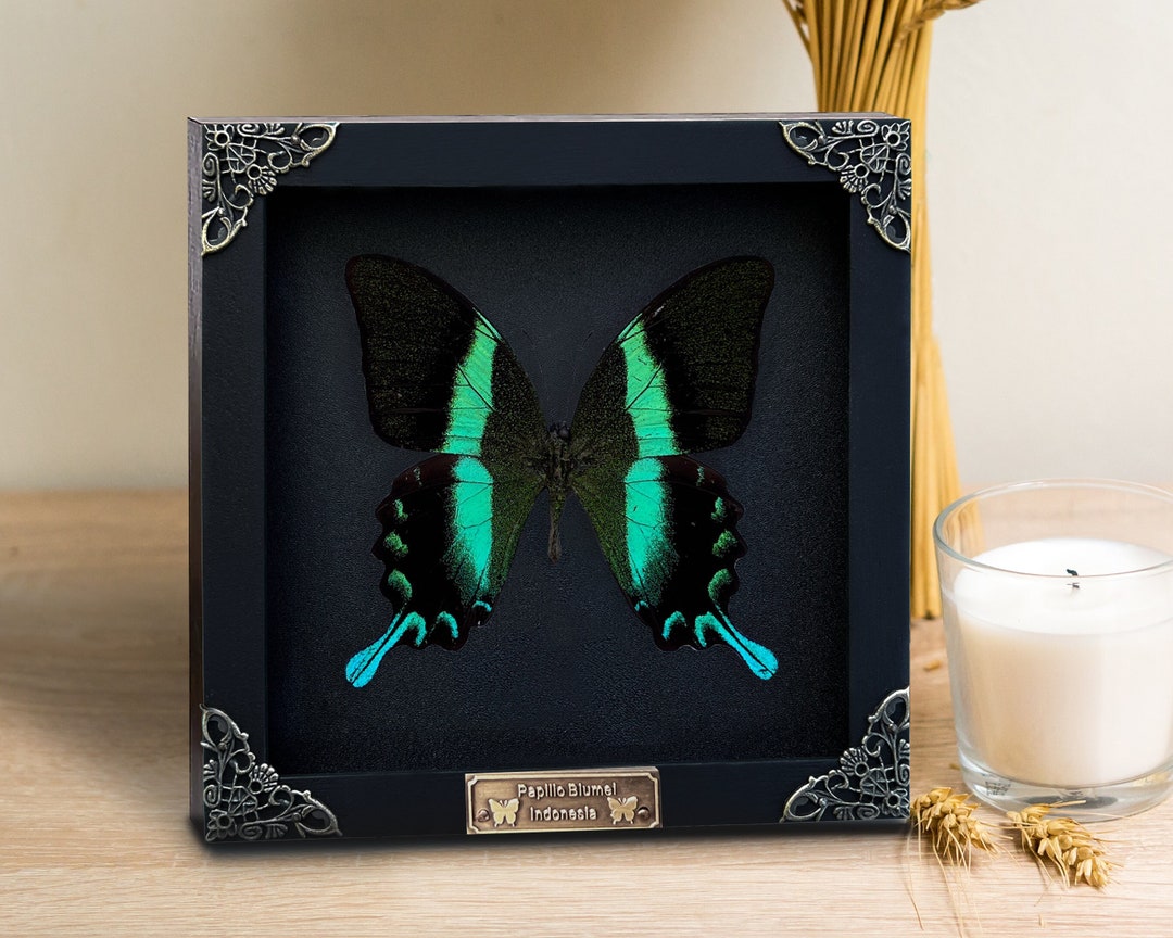 Real Framed Butterfly Shadow Box Dried Insect Frame Dead Taxidermy Taxadermy Wall Hanging Art Decoration Oddities Artwork Gallery - Etsy