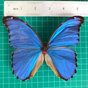 May include: A vibrant blue butterfly with a wingspan of approximately 4 inches, displayed against a green grid background. The butterfly's wings showcase a gradient of blue hues, with a dark brown border. A ruler is placed above the butterfly for measurement.