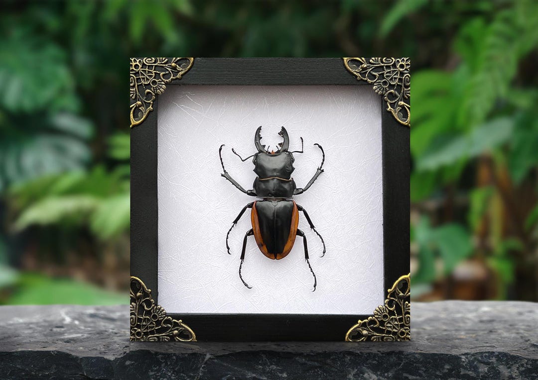 Real Framed Beetle Bug Insect Shadow Box Taxidermy Taxadermy Artwork ...