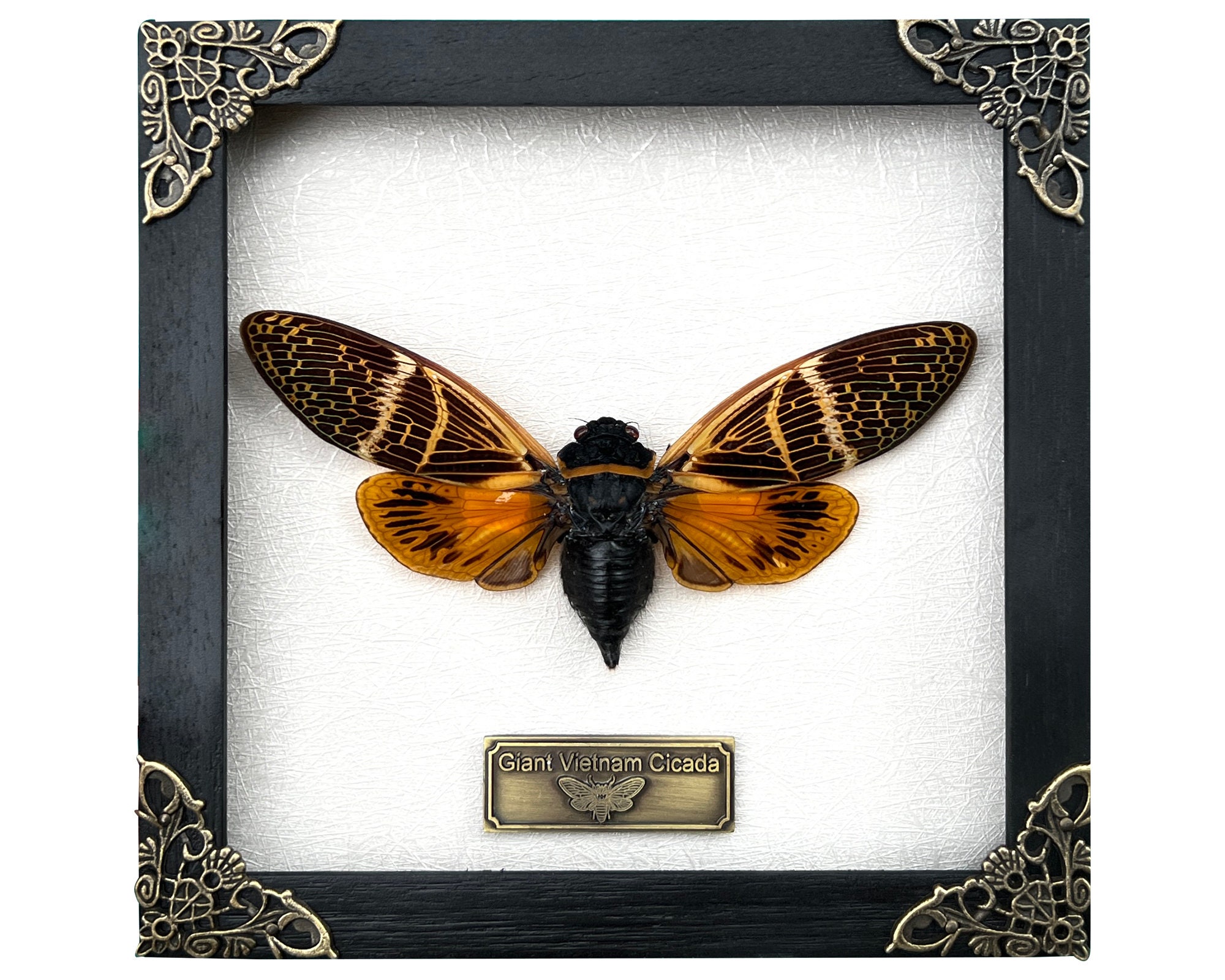Real Colourful Lanternfly (Pyrops Gunjii) In Shadow Box Frame – Mounted Insect Taxidermy Display, Hemiptera