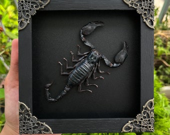 Black Scorpion in Frame Shadow Box Insect Frame Taxidermy Taxadermy Insect Bug Lover Gift Shadow Box Artwork Gothic Home Decor