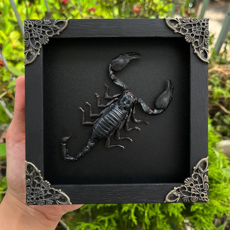 Real Framed Scorpion Shadow Box Insect Frame Taxidermy Taxadermy Black Wall Decor Artwork Gothic Home Decor 5.5 Inches