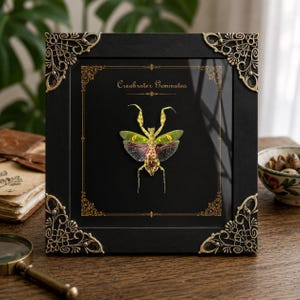 Puede incluir: Un marco cuadrado negro con adornos met&aacute;licos dorados en las esquinas que contiene un esp&eacute;cimen de mantis Creobroter Gemmatus preservado. El insecto est&aacute; centrado sobre un fondo negro con bordes dorados y el texto Creobroter Gemmatus.