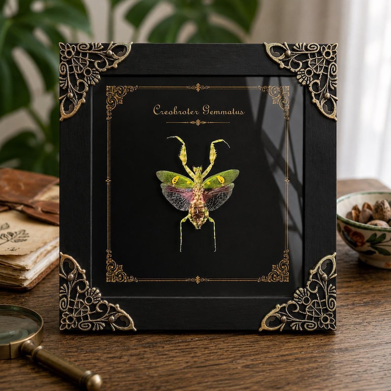 Puede incluir: Un marco cuadrado negro con adornos met&aacute;licos dorados en las esquinas que contiene un esp&eacute;cimen de mantis Creobroter Gemmatus preservado. El insecto est&aacute; centrado sobre un fondo negro con bordes dorados y el texto Creobroter Gemmatus.