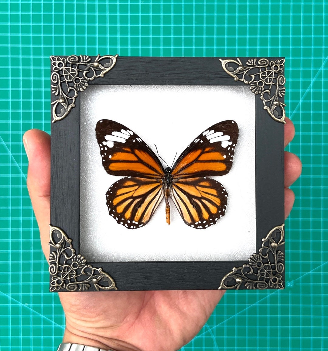 Real Framed Butterfly Handmade Shadow Box Insect Frame Taxidermy ...