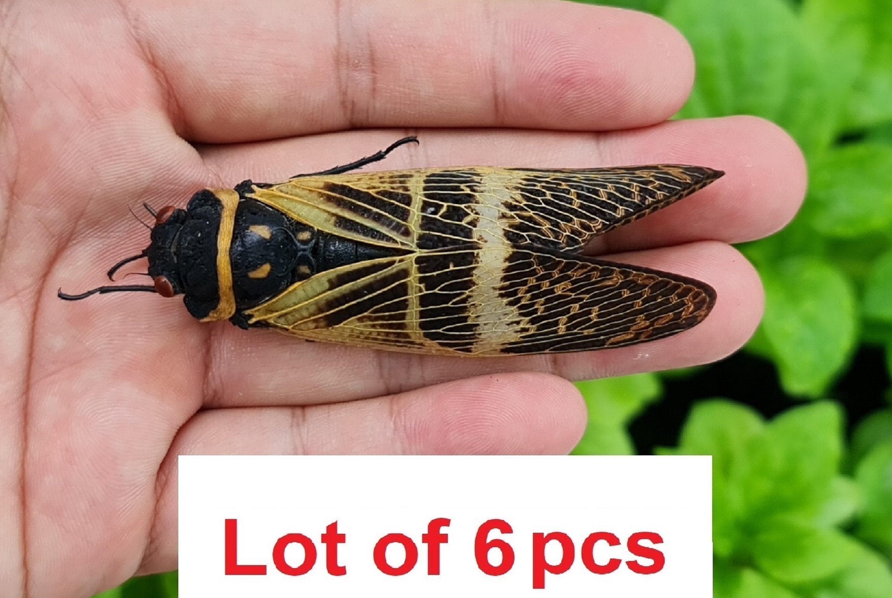 標本 Australia Cicadoidea sp. 65mm Australia Cicadoidea sp. 65mm - メルカリ