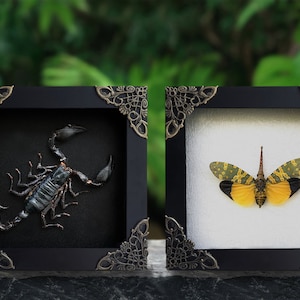 May include: Two framed insect specimens, a black scorpion and a yellow and green lanternfly, displayed against a green background.