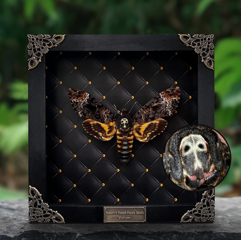May include: A preserved Death's Head Hawk Moth from Vietnam displayed in a black square frame with ornate metal corner accents. The moth features brown, black, and yellow wings with a skull pattern on its thorax. A small plaque reads Death's Head Hawk Moth Vietnam.
