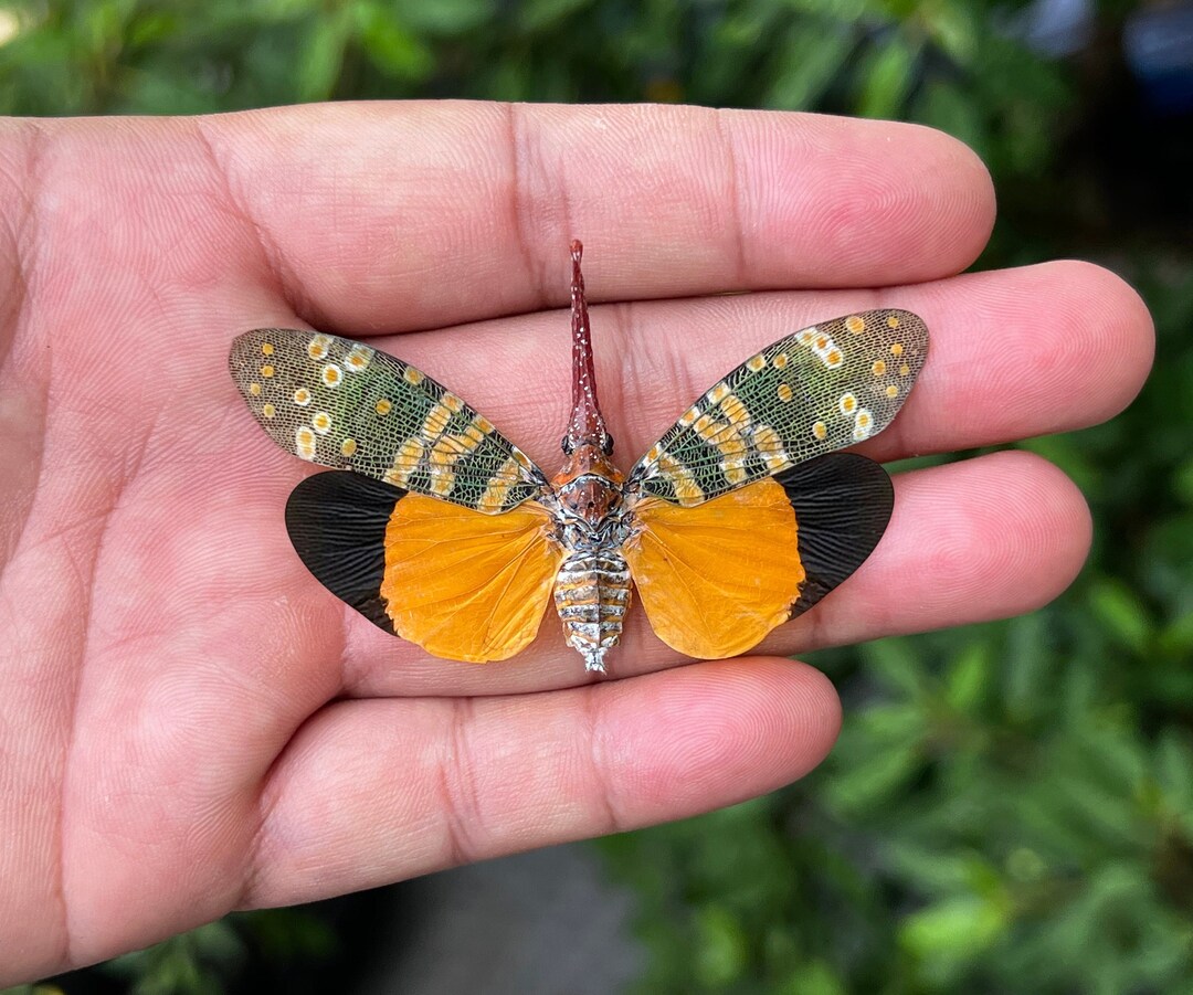 Real Cicada Beetle Insect Taxidermy Insect Bug Entomology Cicadas